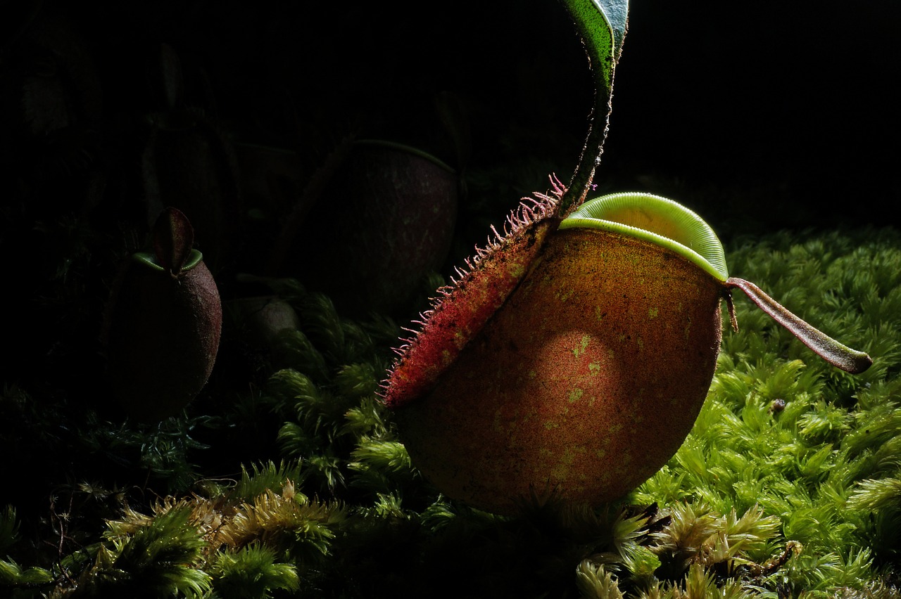 piante carnivore in salotto